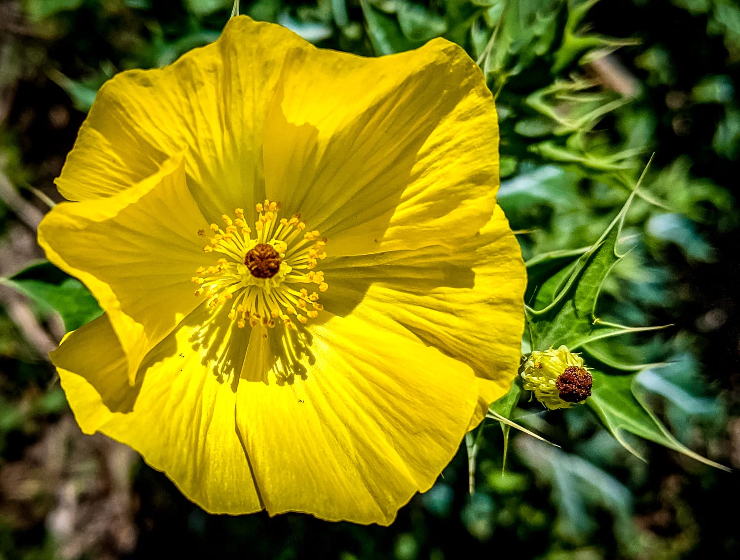 Mexican Prickly Poppy Argemone Mexicana The Lazy Naturalist Mexican Prickly Poppy Argemone Mexicana The Lazy Naturalist
