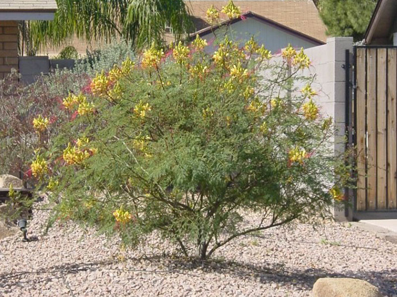 Unleash Your Garden: 5 Mexican Yellow Bird Tips
