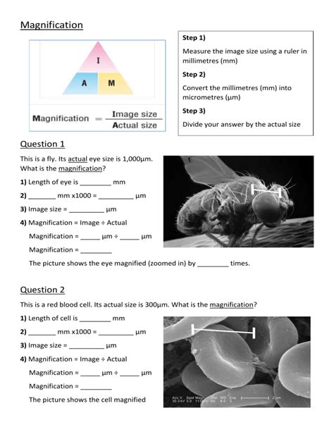 Microscope Magnification Worksheet Microscope Magnification Worksheet