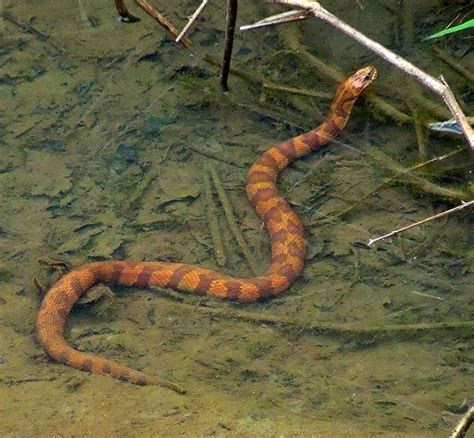 Midland Water Snake: Where Do They Roam?