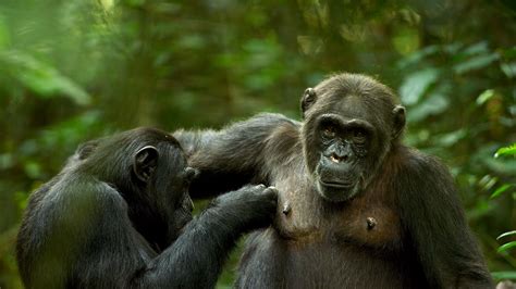 Mind Blowing Animal Mating Habits Bbc Earth Mind Blowing Animal Mating Habits Bbc Earth