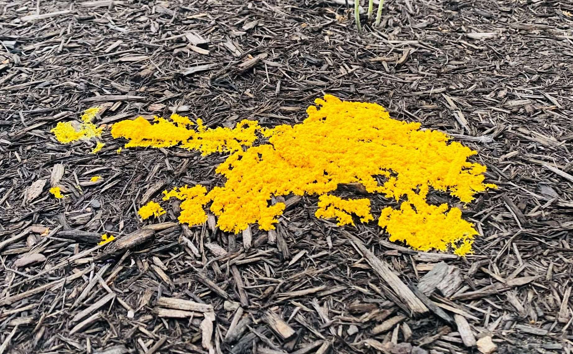 How to Prevent Mold on Mulch