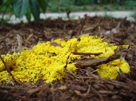 How to prevent mold spores in mulch
