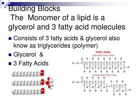 Unraveling the Lipid Monomer Mystery