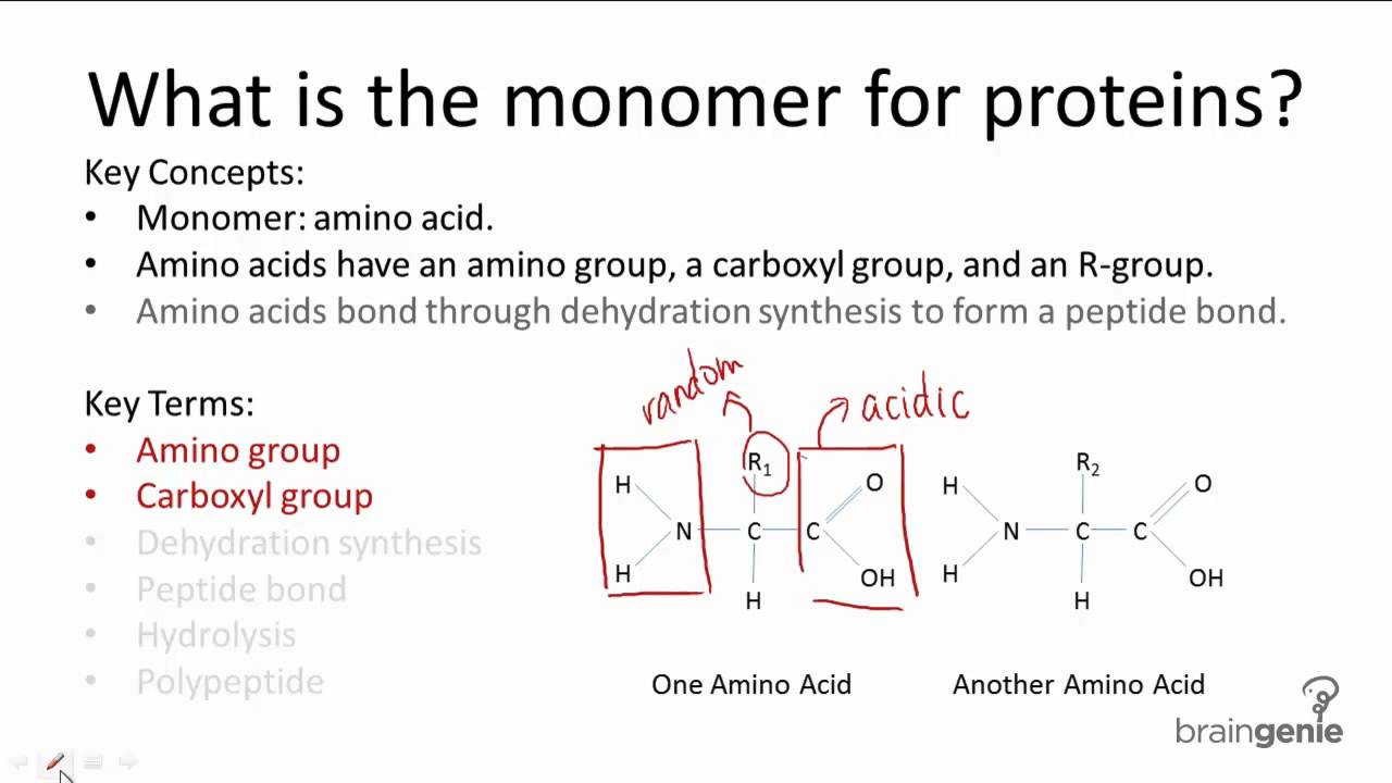 Unveiling the Building Blocks: Monomers Unveiling the Building Blocks: Monomers