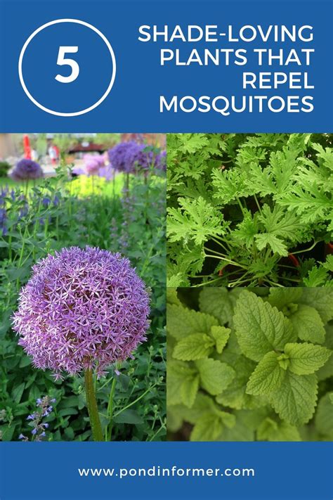 Natural Shade Repellents: Plants That Deter Mosquitoes