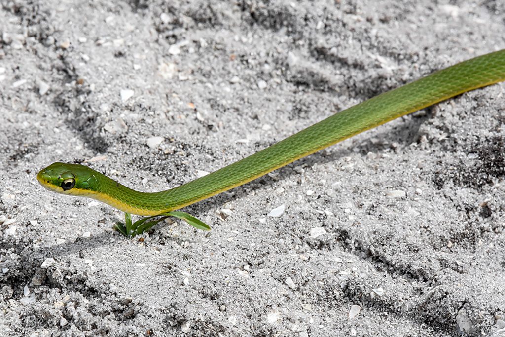 5 Deadly Snakes of Florida 5 Deadly Snakes of Florida