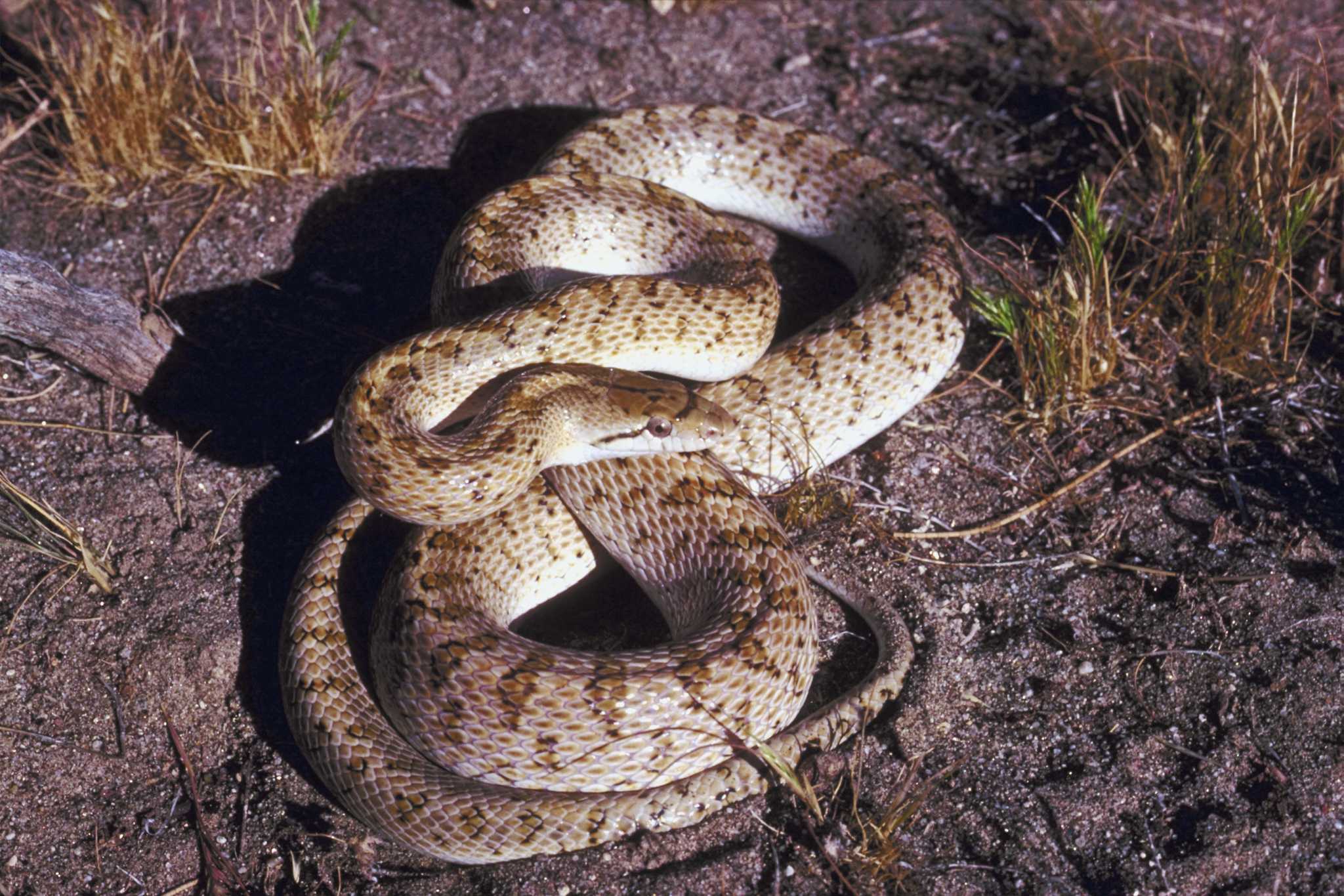 Mothballs: An Effective Snake Repellent