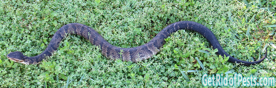Mothball's Role in Snake Repulsion