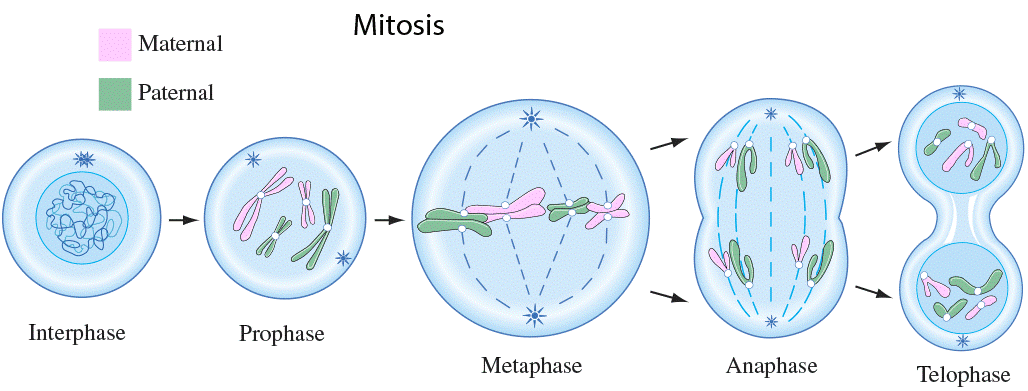 Ms Raino S Science Classroom Mitosis And Meiosis By Wrenlie Ms Raino S Science Classroom Mitosis And Meiosis By Wrenlie