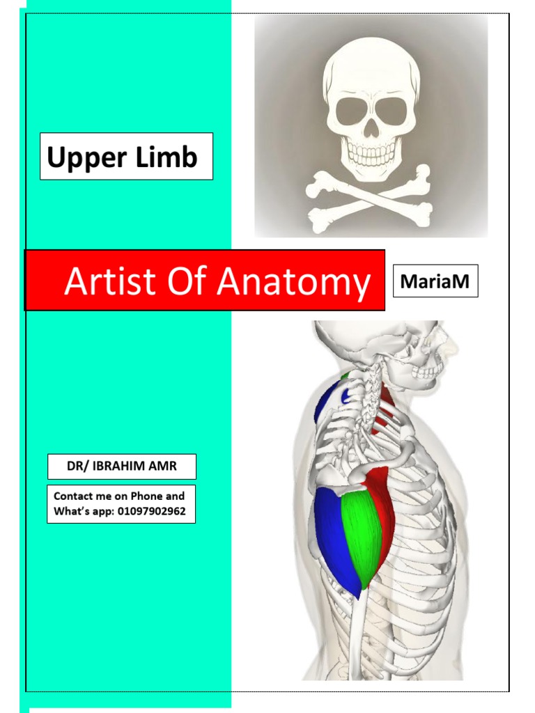 Msk Upper Limb Flashcards Quizlet Msk Upper Limb Flashcards Quizlet