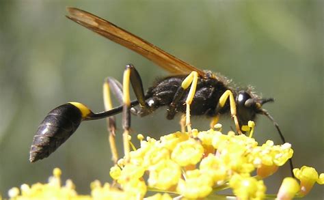 Effective Mud Dauber Prevention Methods