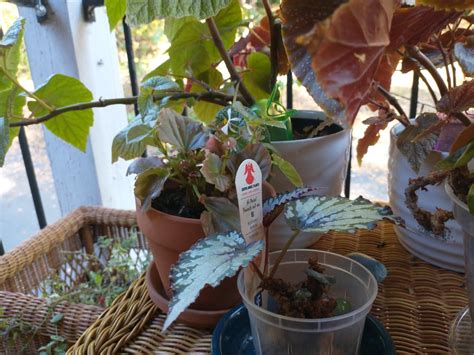 My Begonias Any Overwintering Tips R Begonias My Begonias Any Overwintering Tips R Begonias