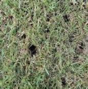 My Broken Garden Troubleshooting Mystery Holes On A Spring Lawn My Broken Garden Troubleshooting Mystery Holes On A Spring Lawn