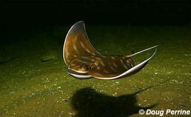 Myliobatis Australis Discover Fishes Myliobatis Australis Discover Fishes