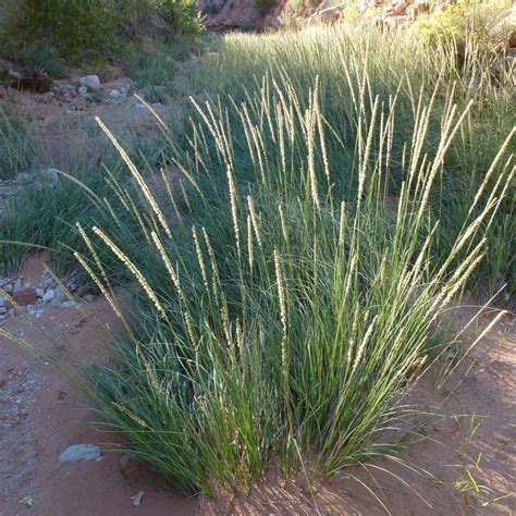 Native Arizona Grasses: Unsung Heroes