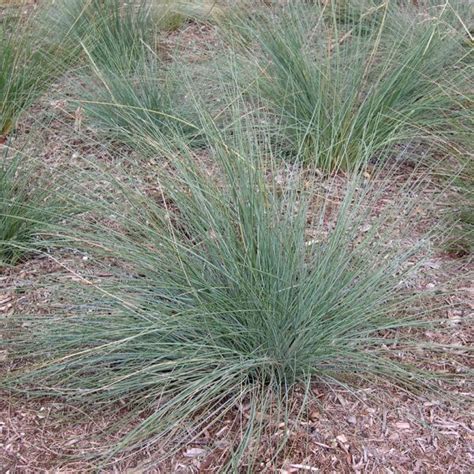 Native Grasses The Unsung Heros Brilliant Online Native Grasses The Unsung Heros Brilliant Online