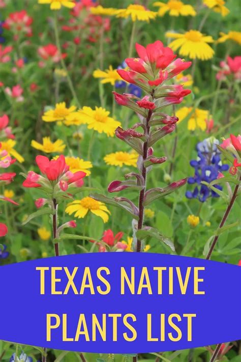 Native Texas Plants Wildlife Archives Texas Homesteader Native Texas Plants Wildlife Archives Texas Homesteader