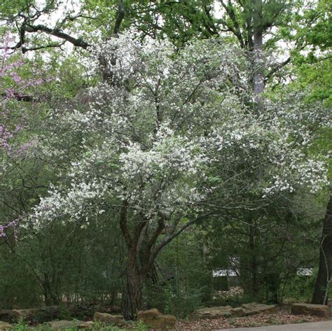 The Majestic Native Texas Trees