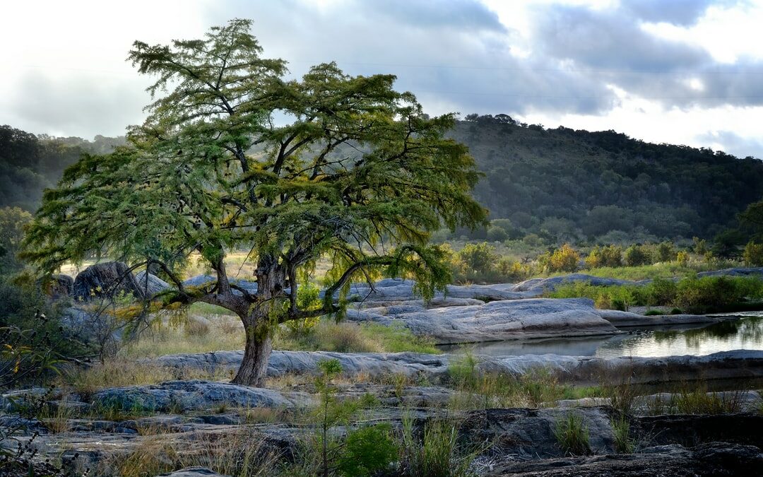 Central Texas: A Guide to Native Trees