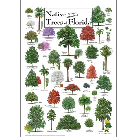 Discover Florida's Native Tree Wonders