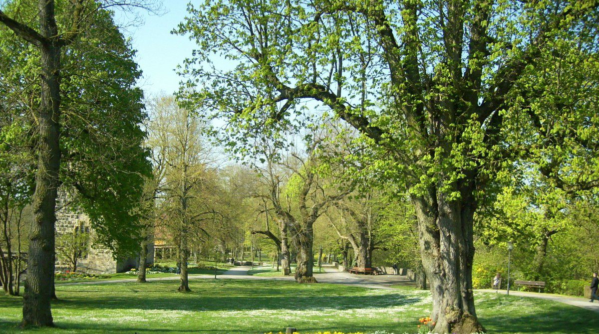 Top 10 Native Trees in Texas