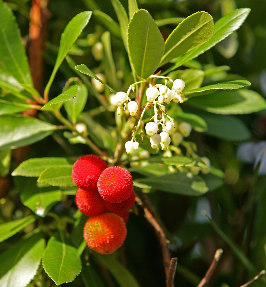 The 10 Most Stunning Native Trees of Colorado