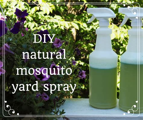 Natural Ways to Keep Mosquitoes at Bay Natural Ways to Keep Mosquitoes at Bay