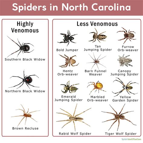 Identify 5 NC Spider Bites
