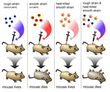Unraveling the Mystery: Negative Control Group