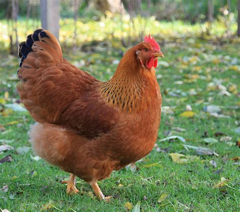 New Hampshire's Poultry: An Exploration