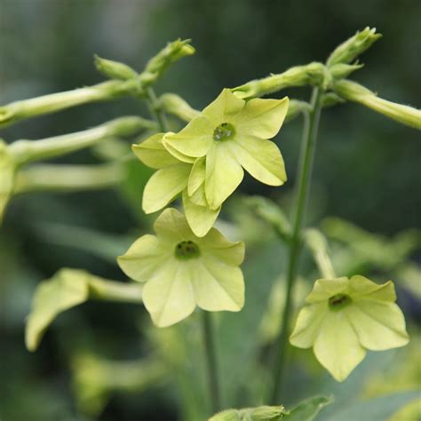 All You Need to Know About Nicotiana Lime Green Plants All You Need to Know About Nicotiana Lime Green Plants