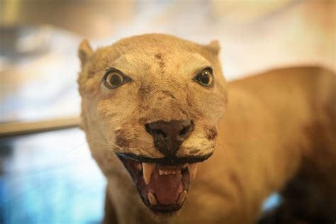Unveiling the Majestic Nittany Lion
