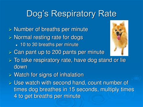 Understanding a Dog's Normal Breathing Patterns