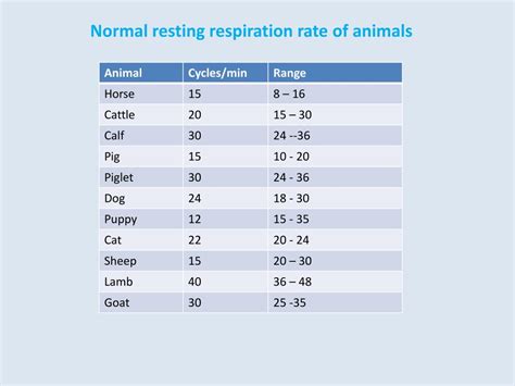 The Normal Breathing Rhythm of Dogs