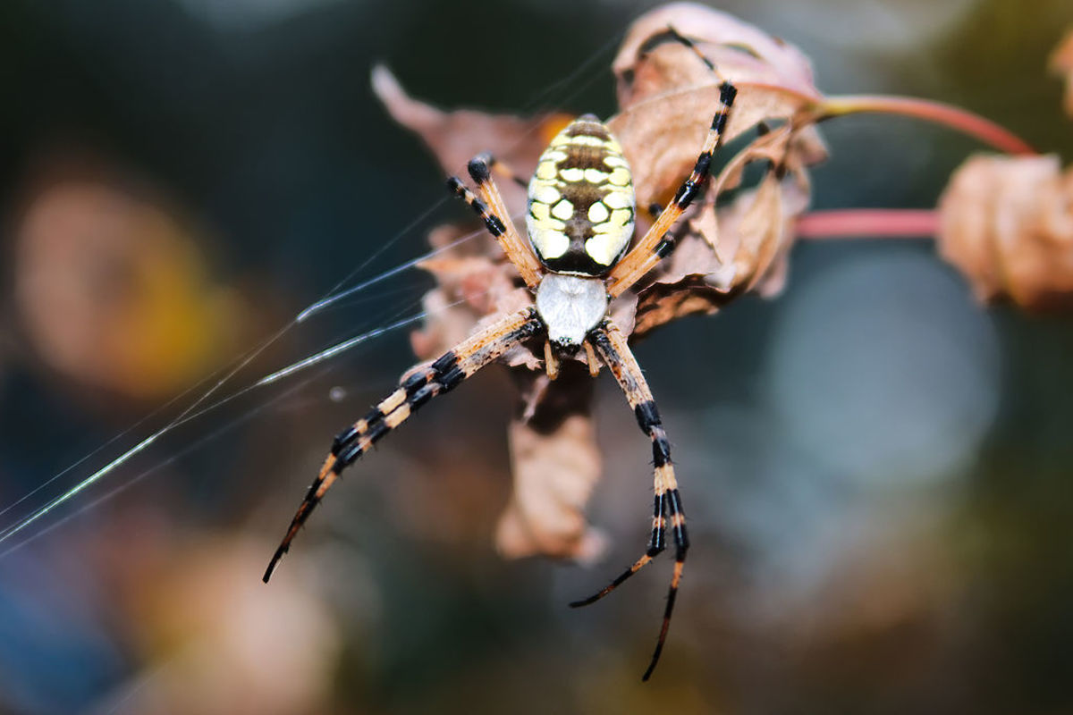 Beware: 5 Common Biting Spiders in North Carolina