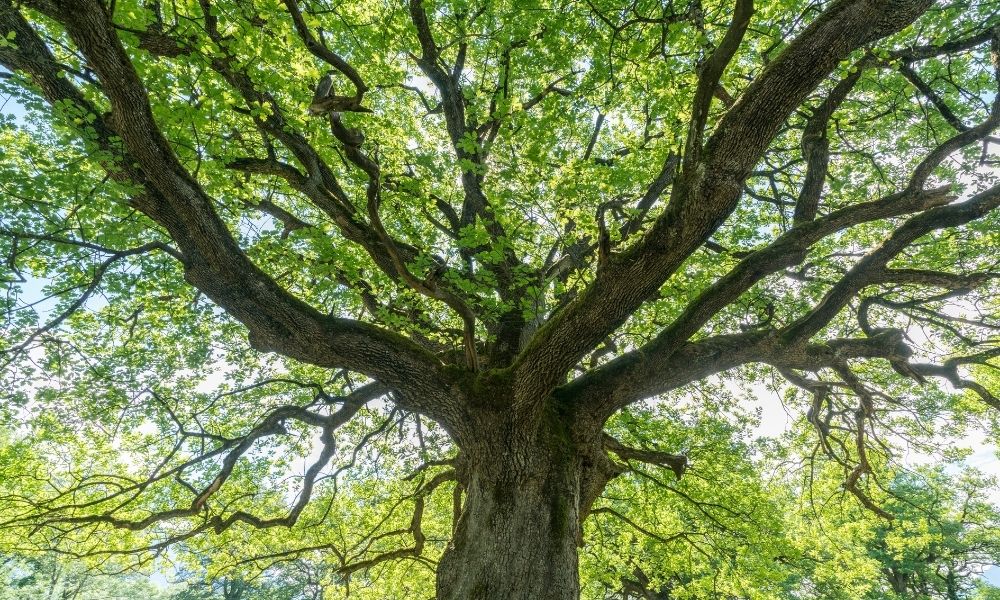3 Tips for Oak Tree Blooms
