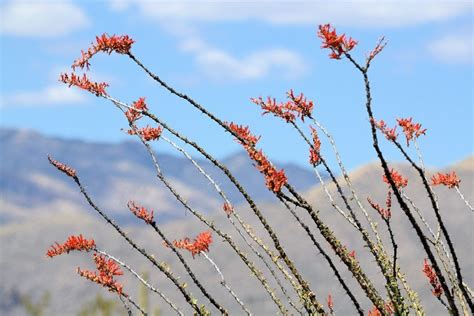 Ocotillo Propagation How Do I Propagate An Ocotillo Plant Gardening Ocotillo Propagation How Do I Propagate An Ocotillo Plant Gardening