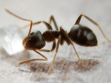 5 Ways to Prevent Odorous Ant Bites
