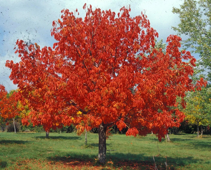 Ohio Buckeye Rivendell Tree Farm