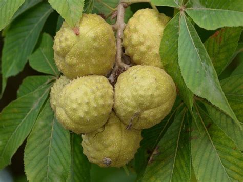 Ohio Buckeye Trees In The Landscape How To Plant A Buckeye Tree Ohio Buckeye Trees In The Landscape How To Plant A Buckeye Tree