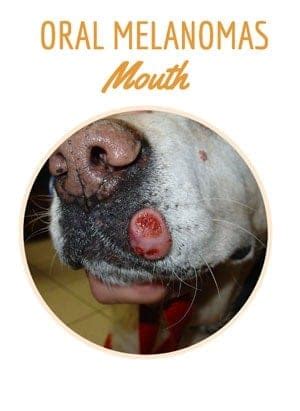 Oral Canine Melanoma: Early Detection Saves Lives