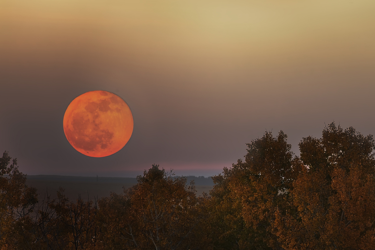 3 Ways to Grow an Orange on the Moon
