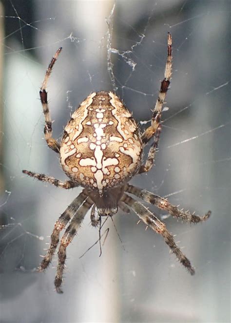 Are Orb Weavers Poisonous?