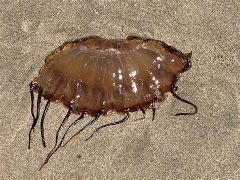 Unveiling the Jellyfish of Oregon's Coastline