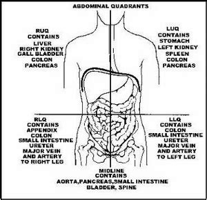 Organs In The Four Abdominal Quadrants Lesson Study Com Organs In The Four Abdominal Quadrants Lesson Study Com