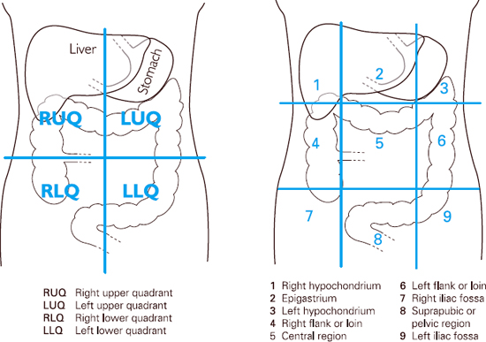 Organs Located In The Four Quadrants Of Quadrants Of Organs Located In The Four Quadrants Of Quadrants Of