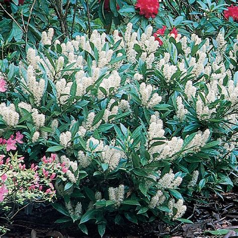 Otto Cherry Laurel: An Evergreen Beauty