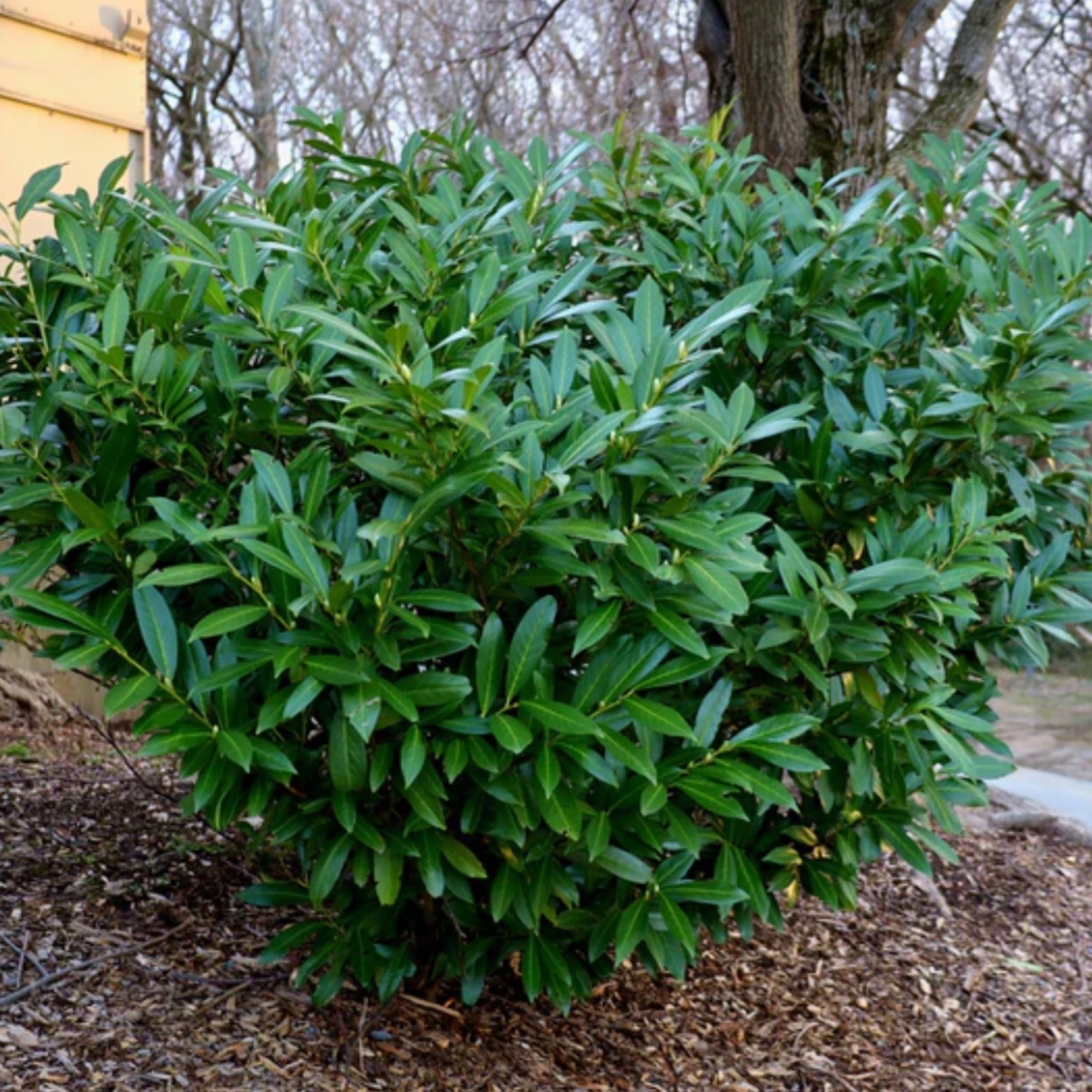 Top 3 Laurel Disease Fixes