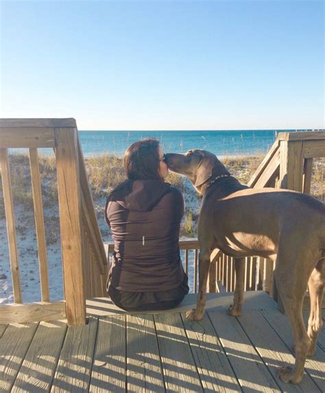 Our Dog Friendly Beach House In Gulf Shores Alabama Is Exactly What Our Dog Friendly Beach House In Gulf Shores Alabama Is Exactly What